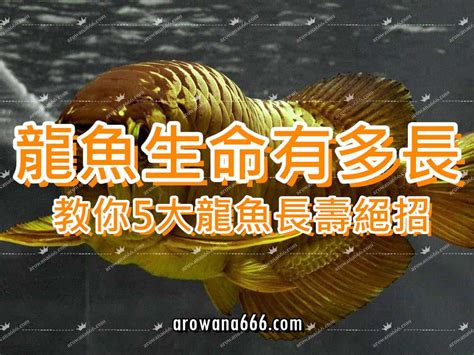 銀龍魚壽命|銀龍魚的壽命有多長？精選